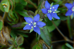 Hydrolea zeylanica